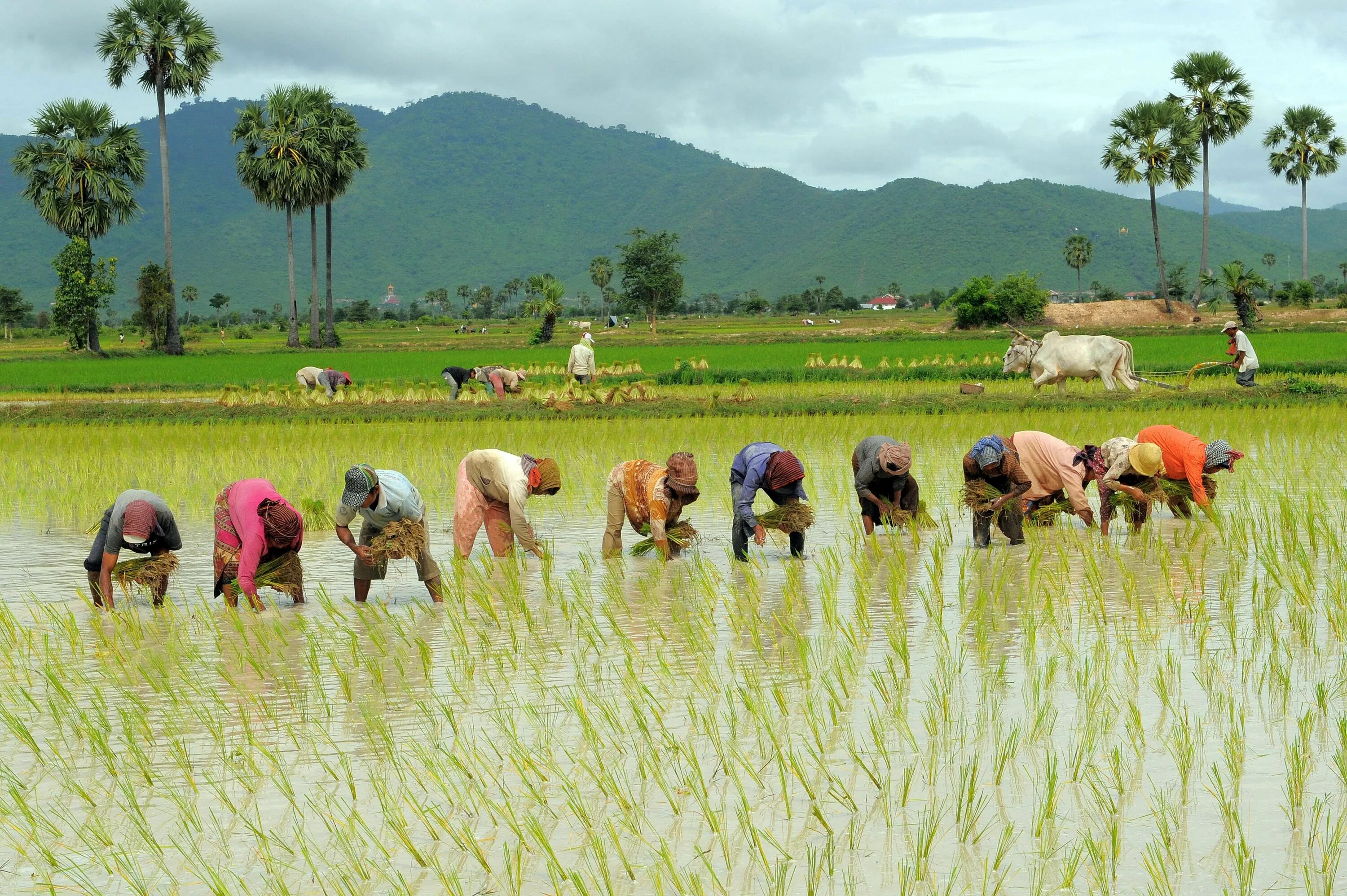 Сх китайски. Камбоджия рисовые поля. Сельское хозяйство Камбоджи. Камбоджа ферма кхмерка. Лаос сельское хозяйство.