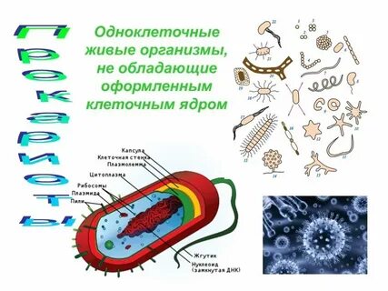 Клетка спутница имеет ядро