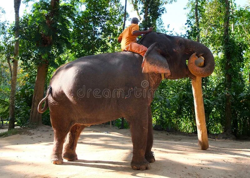 Working elephant. Слон с бревном. Индийский слон с бревном. Слон несет бревна. Слон несет дерево.