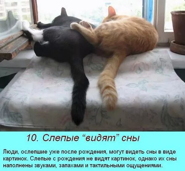 страшные факты о сне. бдг сон. как видят незрячие люди. сон приснившийся 16 числа. как слепые видят сны.