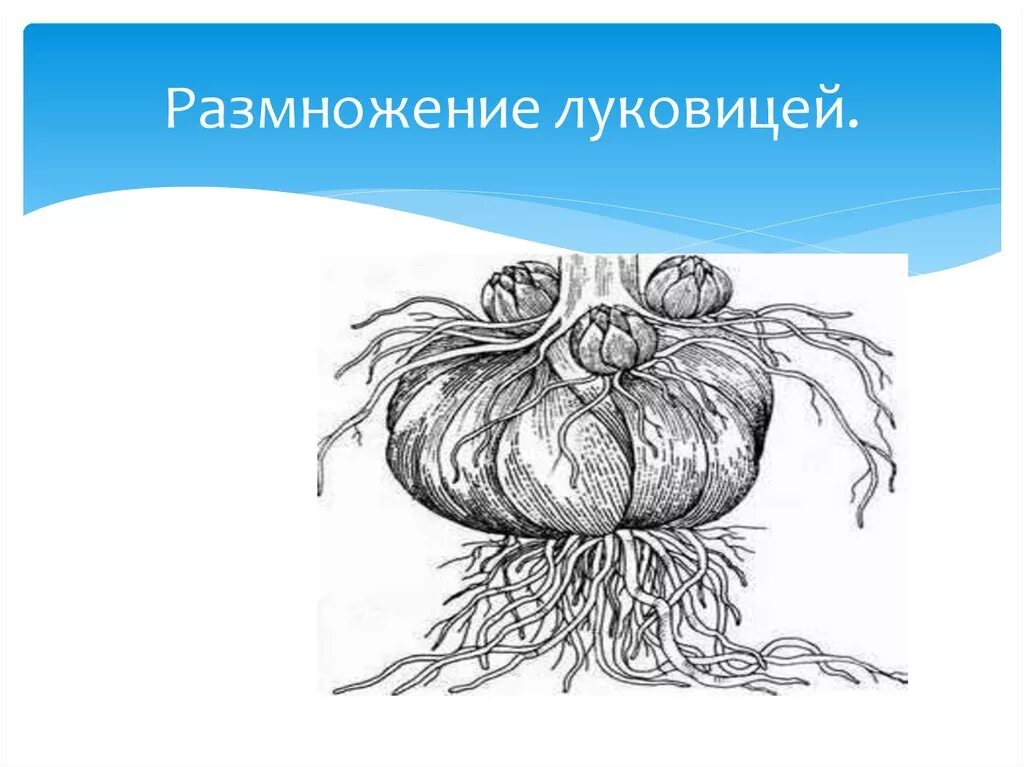 Вегетативное размножение растений клубнелуковицами. Вегетативное размножение растений луковицами. Вегетативное размножение клубнелуковицами. Вегетативное размножение луковицами рисунок. Вегетативное размножение с помощью луковиц