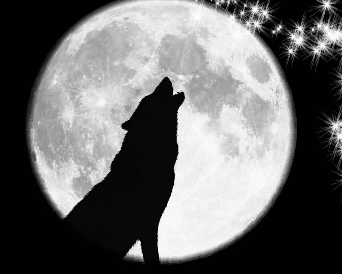Воет днем человек. Волк и Луна. Силуэт волка воющего на луну. Волк воет на луну. Волк на фоне Луны.