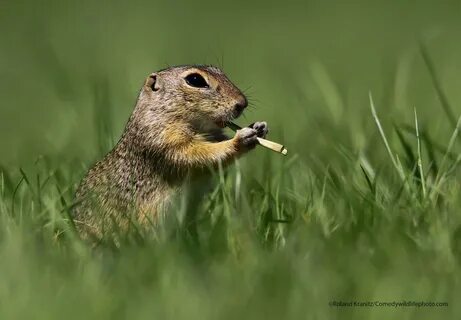 Comedy wildlife awards