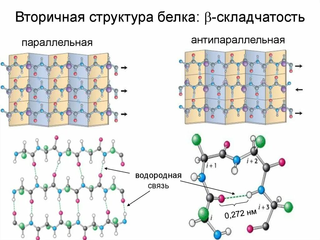 Белково водородные связи. Бета слой вторичной структуры белка. Бета спираль вторичной структуры белка. Строение вторичной структуры белка. Вторичная структура белка эта структура.