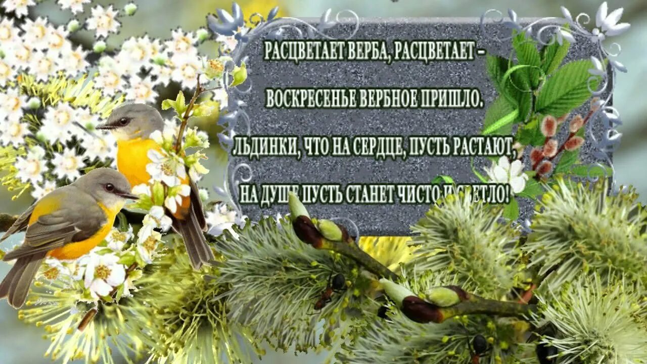 Воскресные гифки весенние. С Вербным воскресеньем открытки. Открытки с вербой. Весенний праздник Вербное воскресенье. Доброе утро с Вербным воскресеньем.