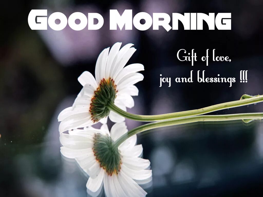 Good morning you are the best. Гуд морнинг. Good morning картинки. Good morning quotes. Good morning Queen.