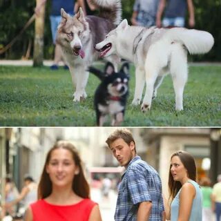 Даже собаки