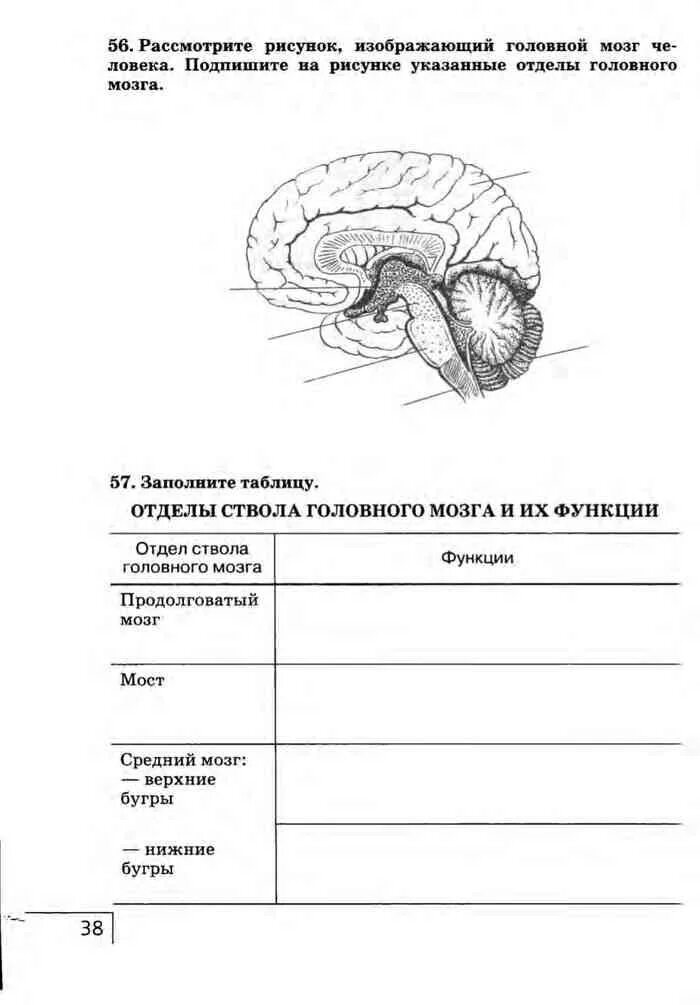 Биология 8 класс рабочая тетрадь строение и функции головного мозга. Строение и функции головного мозга 8 класс биология. Таблица по биологии 8 головной мозг строение и функции. Структуры головного мозга биология 8 класс.