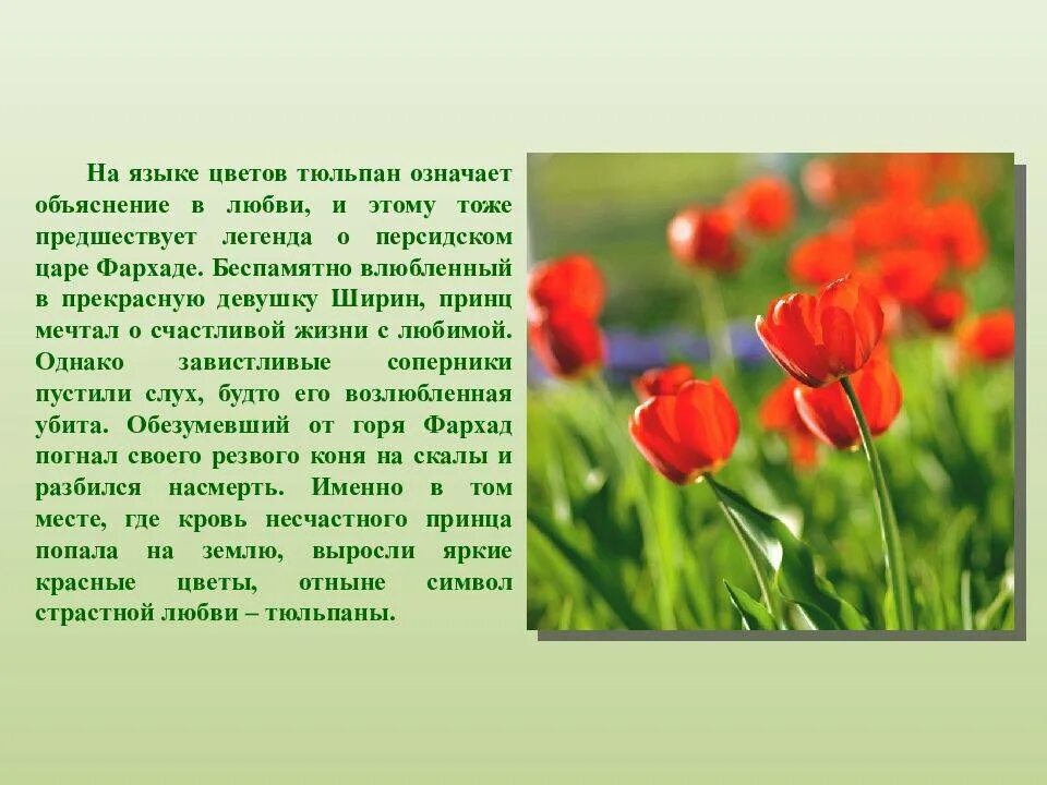 Тюльпан сообщение кратко. Рассказать о тюльпане. тюльпан легенда о цветке. язык цветов тюльпаны. рассказ о тюльпане.