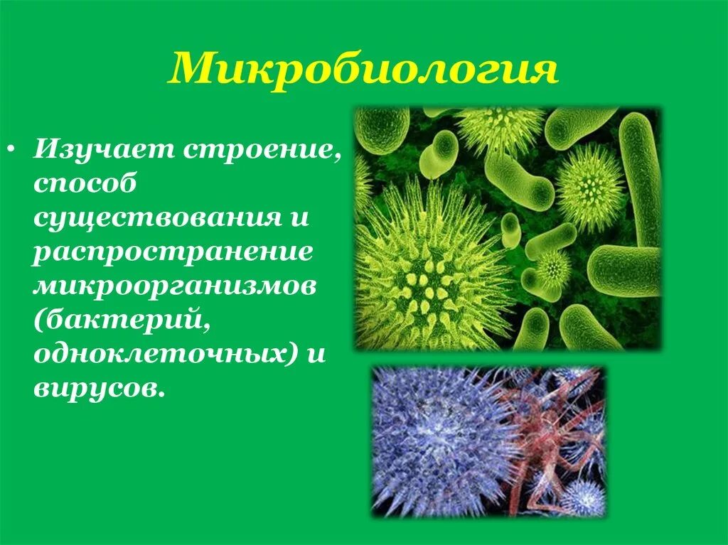 Временная форма существования бактерий и многих одноклеточных. Распространение бактерий. Распространение бактерий в природе. Способы существования микроорганизмов. Способ существования вирусов и бактерий.