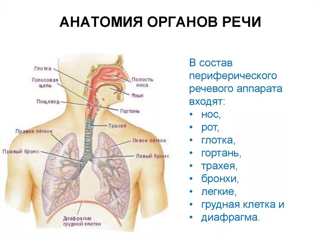 Где находятся резонаторы. Дыхательный отдел периферического речевого аппарата строение. Строение дыхательной системы. Дыхательная система человека строение диафрагма. Дыхательная система трахея анатомия человека.