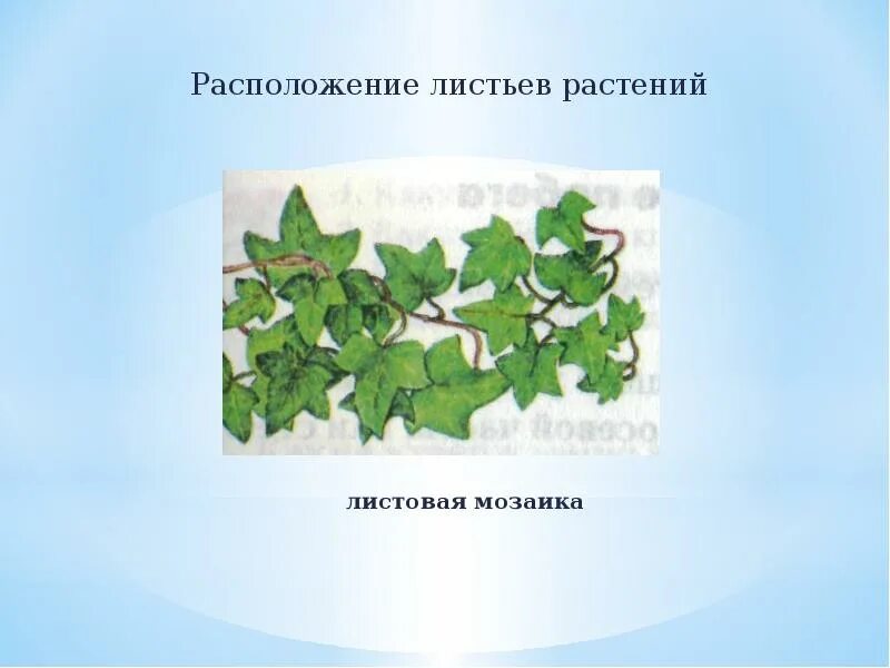 Местоположение листа. Мозаичное расположение листьев. Листовая мозаика у растений. Листовая мозаика у листьев. Листовая мозаика расположение листьев.