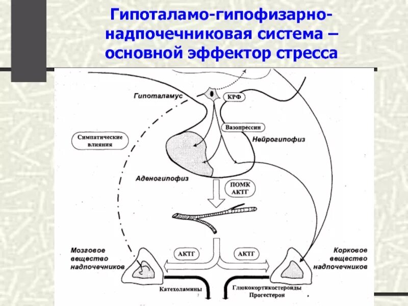 Гипоталамо гипофизарная система надпочечников. Гипоталамо-гипофизарная система и стресс. Регуляция функции гипоталамо-гипофизарно-надпочечниковой системы. Гипоталамо-гипофизарно-надпочечниковая система схема.