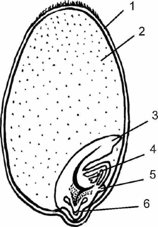 Рассмотрите рисунок семени какая структура обозначена. Строение плода зерновки пшеницы. Строение семени зерновки пшеницы. Плод Зерновка схема. Плод Зерновка строение.