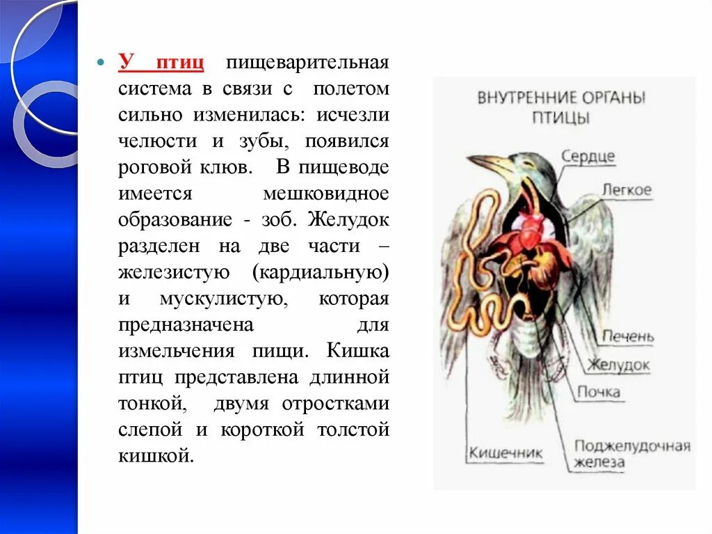 Эволюция пищеварительной системы птиц. Пищеварительная система птиц органы и функции. Пищеварительная система птиц строение и функции. Птицы строение пищеварительной системы желудок.