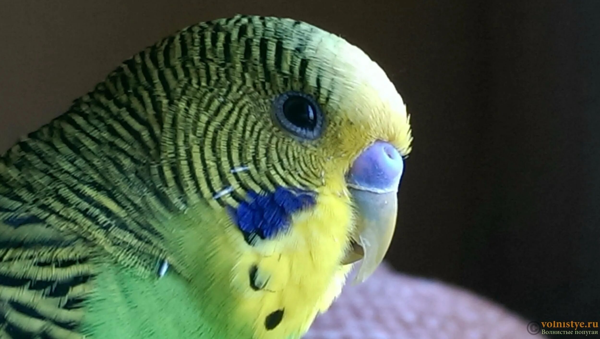 глаза попугая волнистого. зрачки у попугаев. у попугая конъюнктивит волнистого попугая. авитаминоз у волнистых попугаев. глаза волнистых попугайчиков.