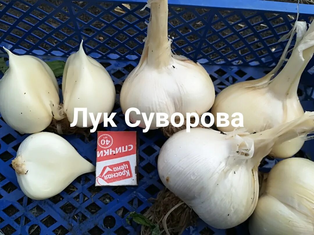 Отличия между рокамболем и луком Суворова: Сравнительные фотографии Эко-фокус Фо