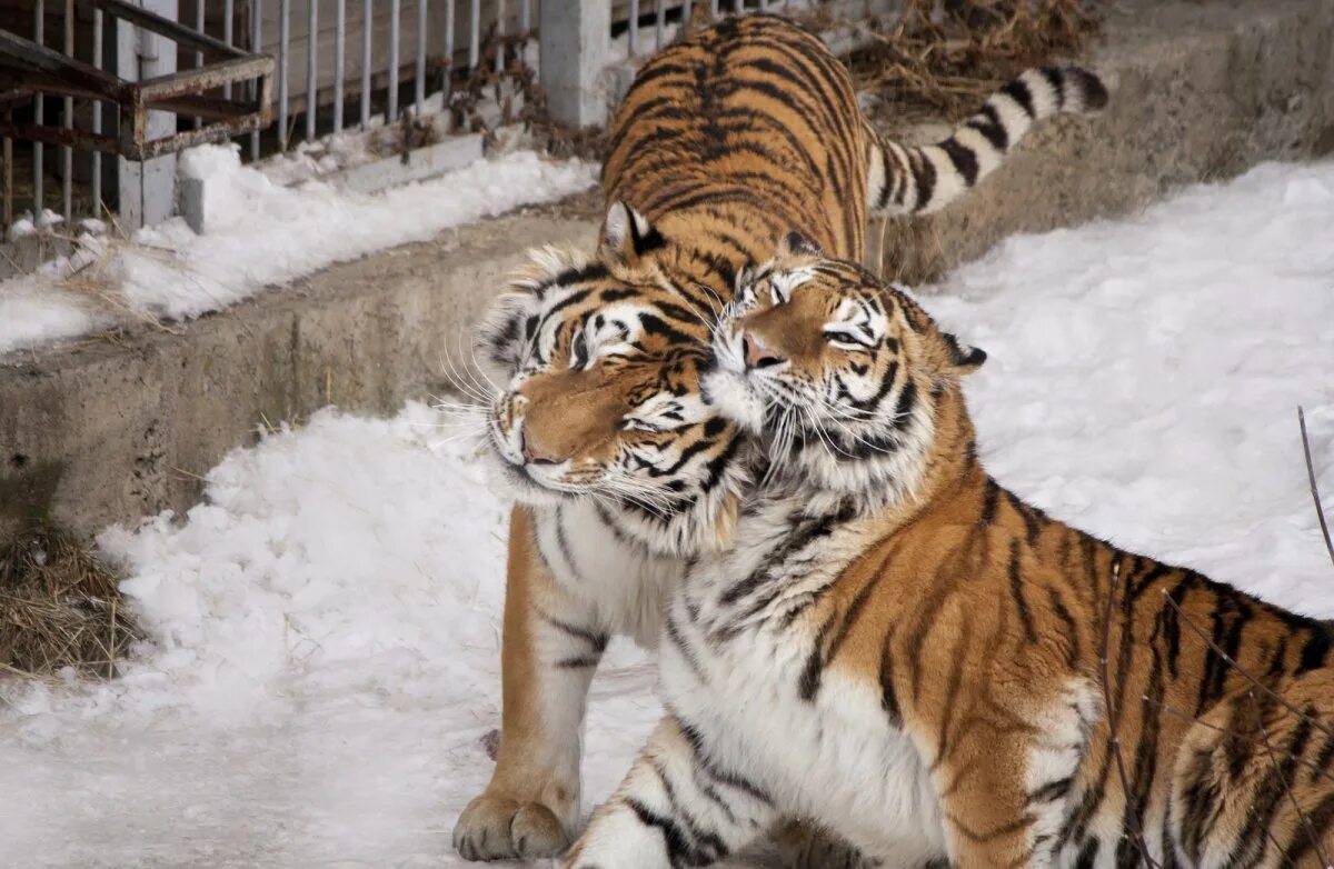 Пробуждение тигра. Амурский тигр. Амурский тигр с тигрятами. Амурский тигр фото. Амурский тигр Челябинский зоопарк.