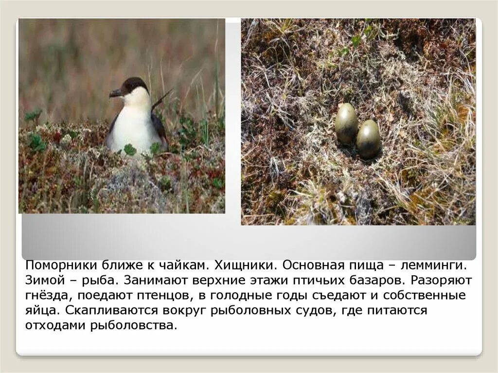 Чайка моевка гнездо. Арктические пустыни птичьи базары. Где живут поморники. Где птицы ледяной зоны устраивают гнезда. Где птицы ледяной зоны устраивают гнезда.