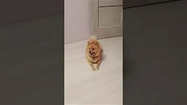 Кошечки собачки элис