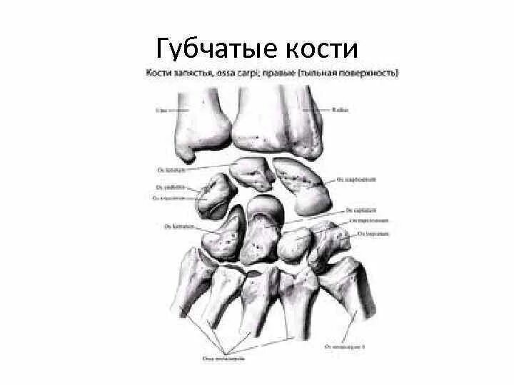 Губчатая кость человека. Короткие губчатые кости человека. Короткие губчатые кости примеры. Схема губчатой кости.