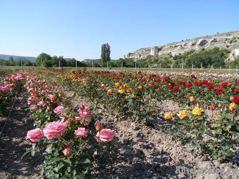 Розы Крыма Сергея Овчарова. Питомник Сергея Овчарова саженцы роз. Крым питомник саженцев Сергея Овчарова.