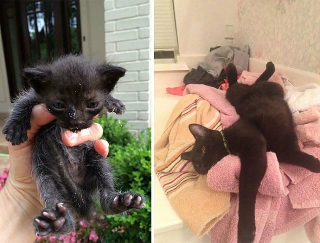 Подобранный котенок. Подобранные котята до и после. Котята до и после спасения. Котята в реальной жизни. Кот дремот в реальной жизни
