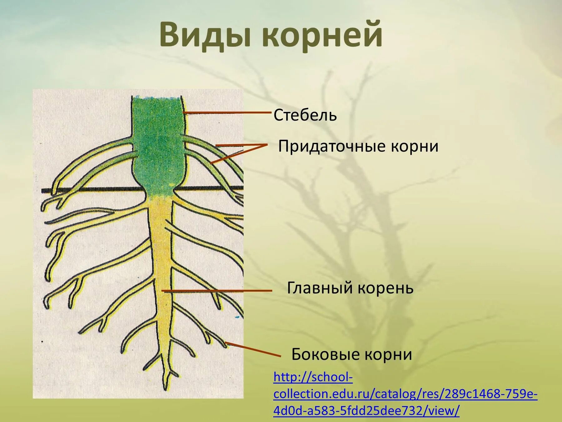 Боковые корни. Строение главного корня. Боковые корни у растений.
