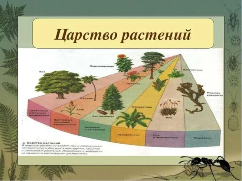 Схема растений низшие высшие. Царство растений. Представители царства рас. Разнообразие царства растений. Биология царство растений.