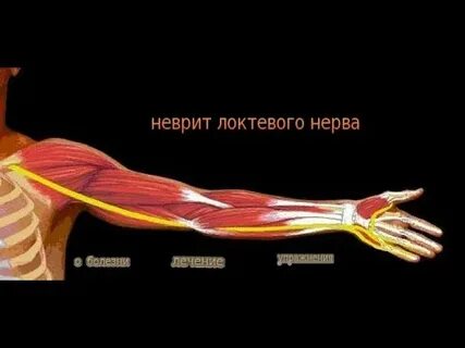 Кожная ветвь локтевого нерва
