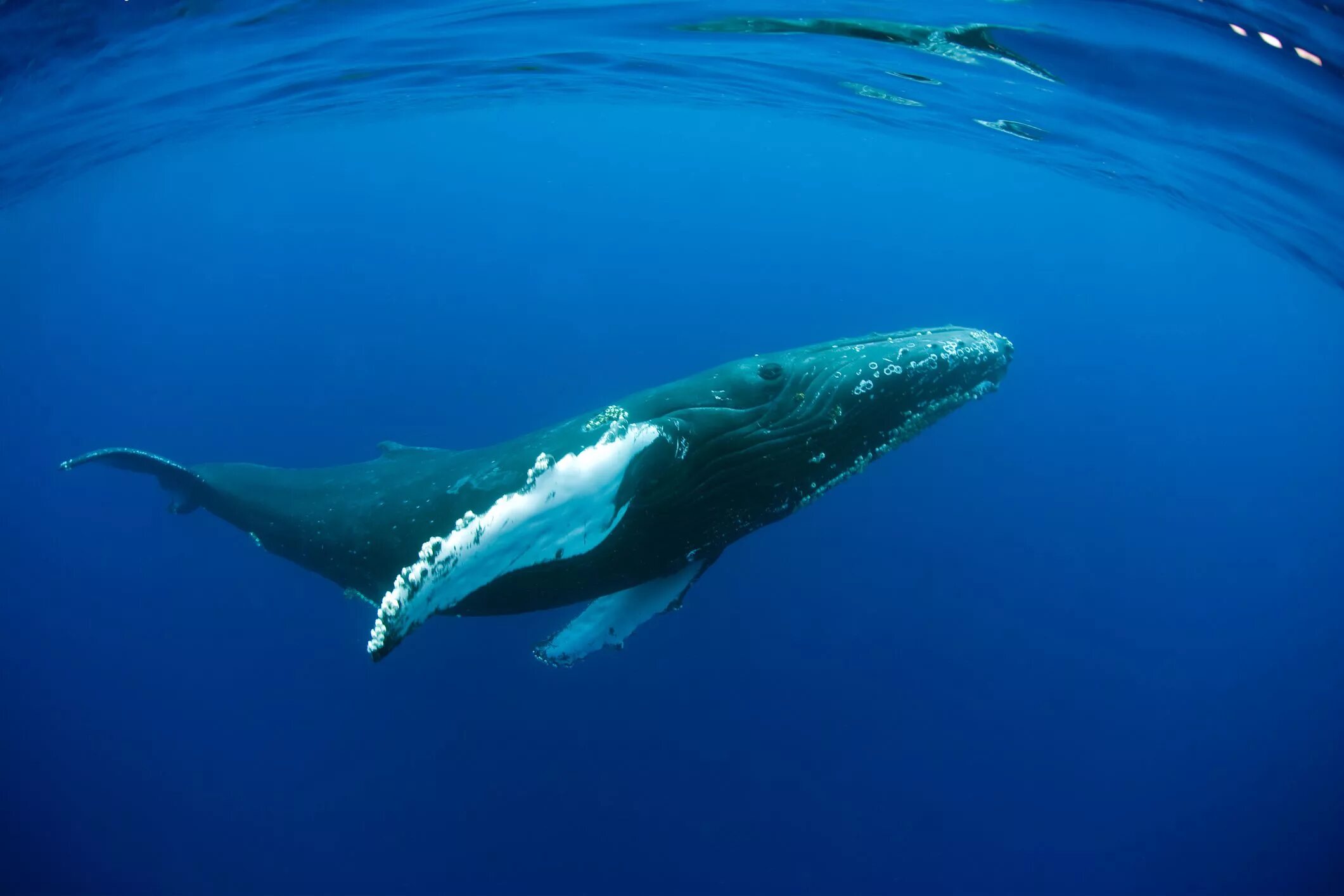 Кит Горбач. Кит-Горбач, или горбатый кит. Гренландский кит Горбач. Голубой кит и горбатый кит.