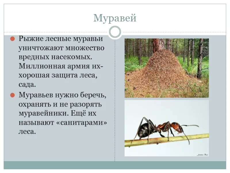 Лесной муравей тип развития. Презентация Лесной муравей. Презентация про муравьёв. Презентация про муравьев. Сообщение о муравьях.