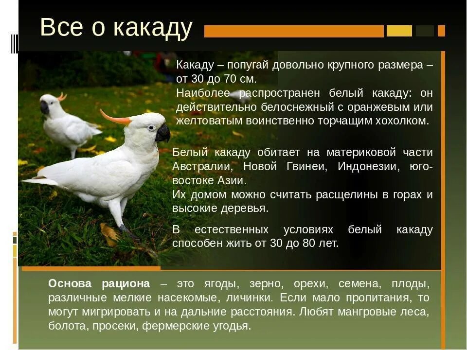 Какаду ответы. Какаду краткое описание. Сообщение о Какаду. Попугай Какаду описание. Попугай Какаду сообщение.