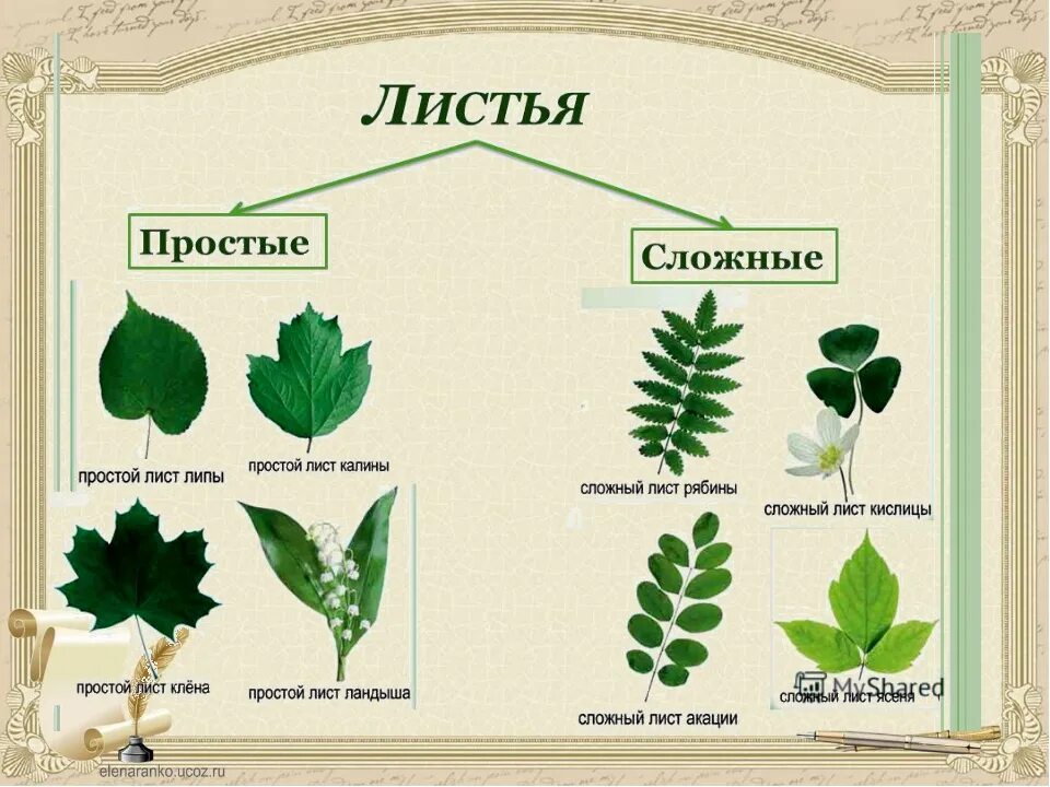 Простые и сложные листья. Типы сложных листьев. Растения с простыми листьями. Названия сложных листьев. Пшеница простой или сложный