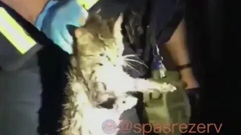 Спасли котенка