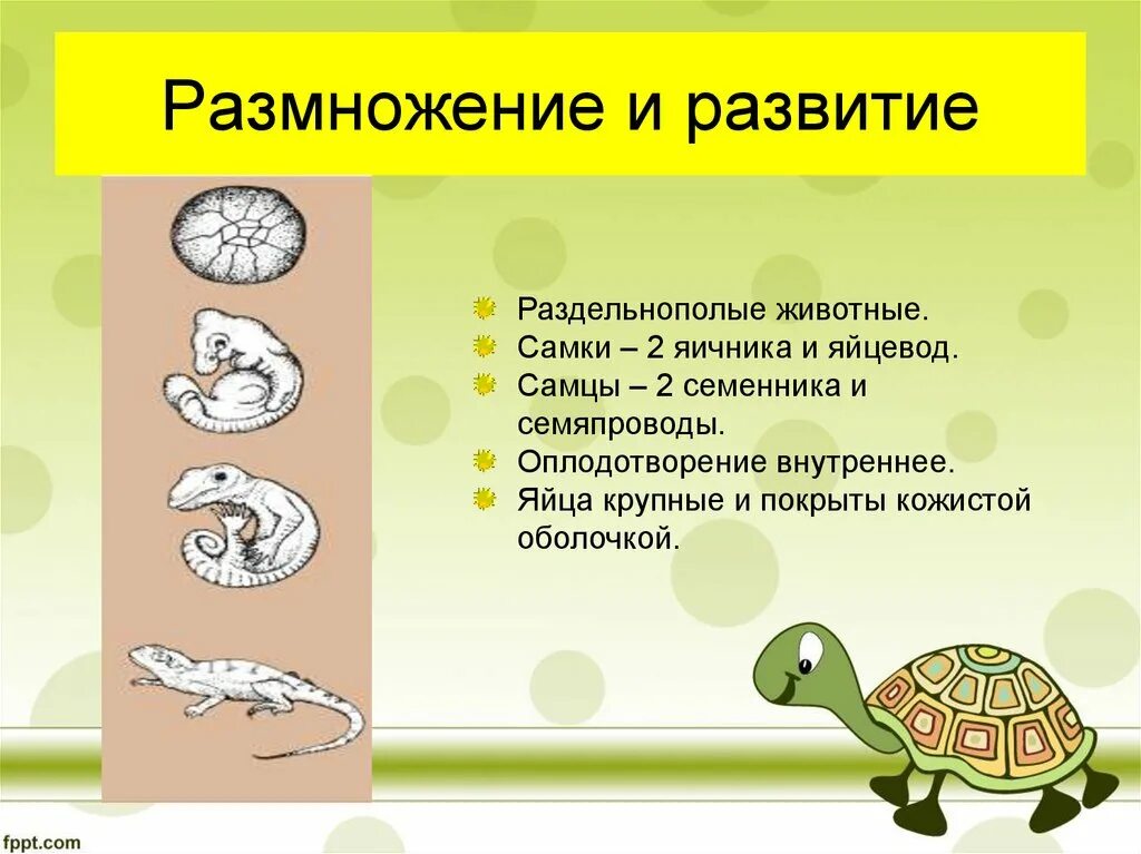 Для пресмыкающихся характерно размножение. Размножение пресмыкающихся. Размножение рептилий. Пресмыкающиеся стадии развития. Пресмыкающиеся размножение и развитие.