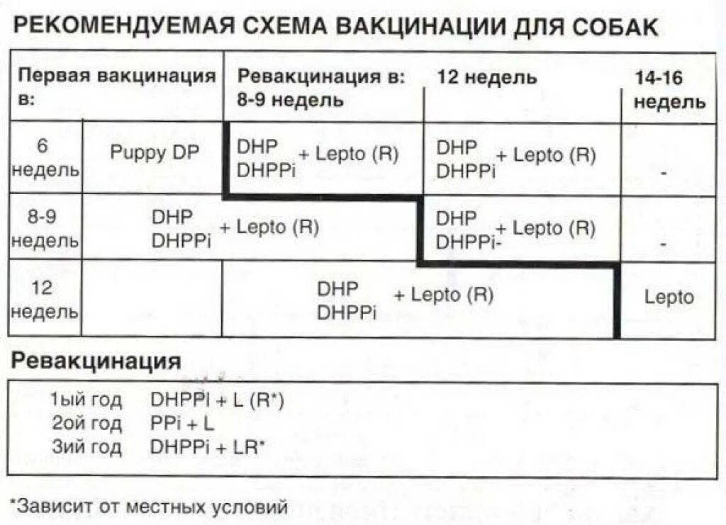После прививки собаке через сколько можно гулять