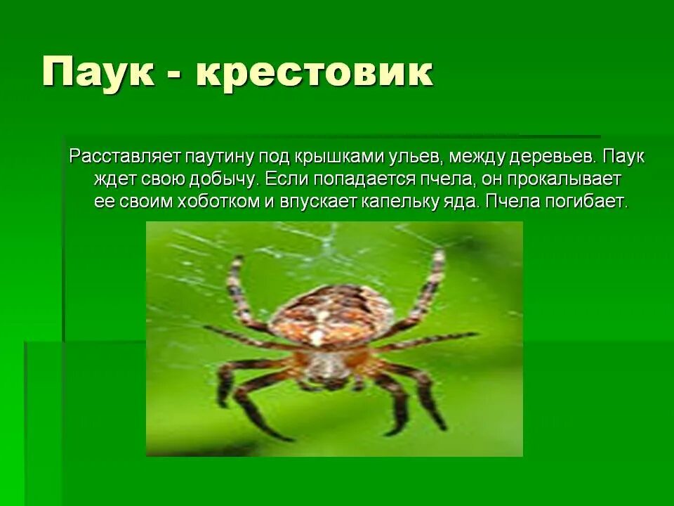 Про паукообразное. Паук крестовик место обитания. Рассказ о пауке крестовике. Паук крестовик окружающий мир 3 класс. Класс паукообразные паук крестовик.