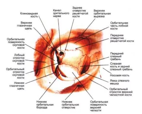 1 строение глазницы. Медиальная стенка глазницы анатомия. Глазница черепа анатомия. Костные стенки глазницы анатомия. Строение стенок глазницы.