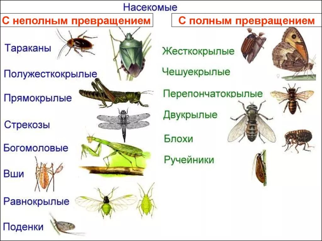 Отряды насекомых с полным и неполным метаморфозом. Неполный цикл развития насекомых. Полное и неполное превращение насекомых примеры. Развитие насекомых с полным превращением с метаморфозом.