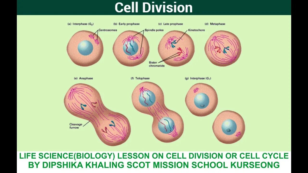 Cell java