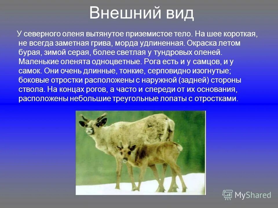 Интересные факты о олене. Северный олень презентация. Презентация про аланай. Сообщение про оленя. Олень для презентации.