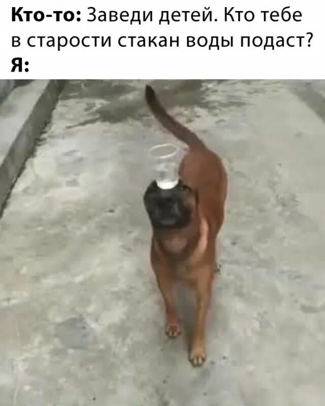 Гепард домашний питомец. Дико заводишь. Кот манул московский зоопарк. Заведи себе мужика. Прирученный гепард.