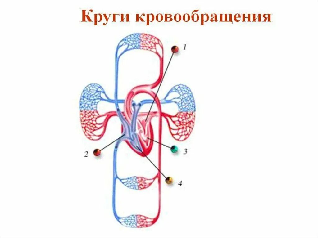Малый и большой круг кровообращения человека схема. Схема большого круга кровообращения у человека. Два круга кровообращения у человека схема. Малый и большой круг кровообращения человека схема анатомия.