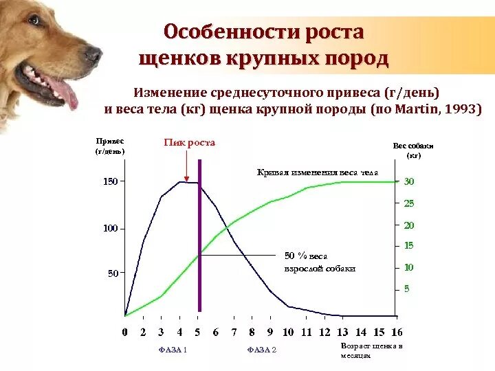 Собак рост вес. Этапы развития собаки. активная фаза роста щенка. темпы роста собак. график роста собак.