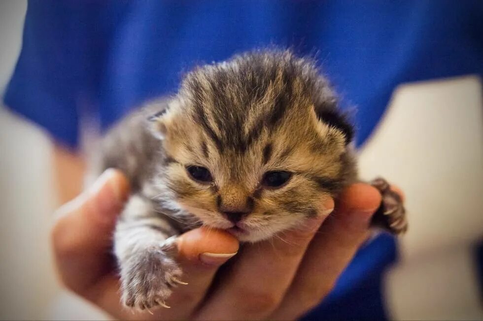 Котята открывают глазки через. Маленький котенок. Котенок только открыл глаза. Малюсенькие котята. Котята с открытыми глазками.