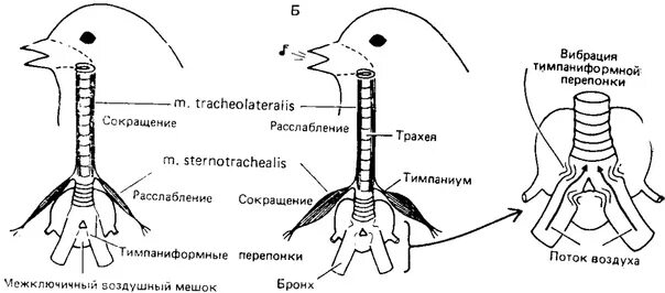 Гортань у птиц