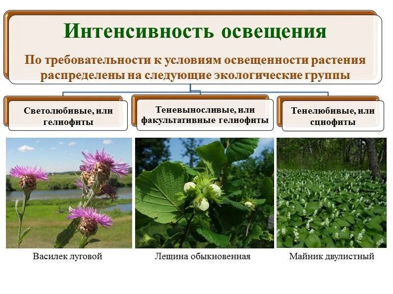 Светолюбивые гелиофиты. Факультативные гелиофиты. Факультативные гелиофиты растения. Тенелюбивые растения гелиофиты. Список наземных растений