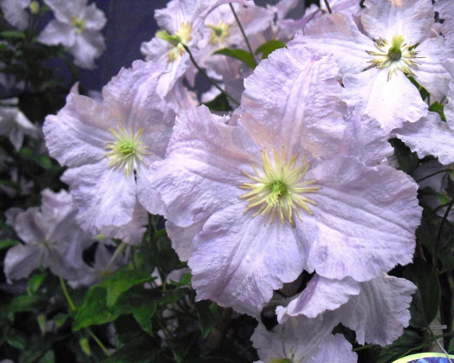 клематис blekitny aniol. клематис блекитни аниол. клематис блэнкитны анёл. клематис блекитни аниол. клематис блэкитны аньол.