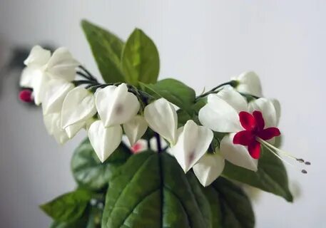 Клеродендрум горшок